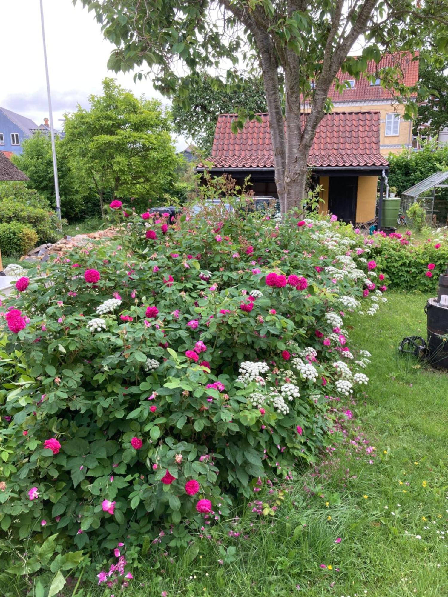 Den Gamle Skomager Hytte Ved Slotssoen Grasten Ngoại thất bức ảnh